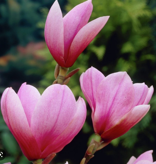 Magnolie Heaven Scent, arbust ornamental cu flori mari, cu parfum intens extraordinar, colorate in roz la exterior si alb la interior, Yurta