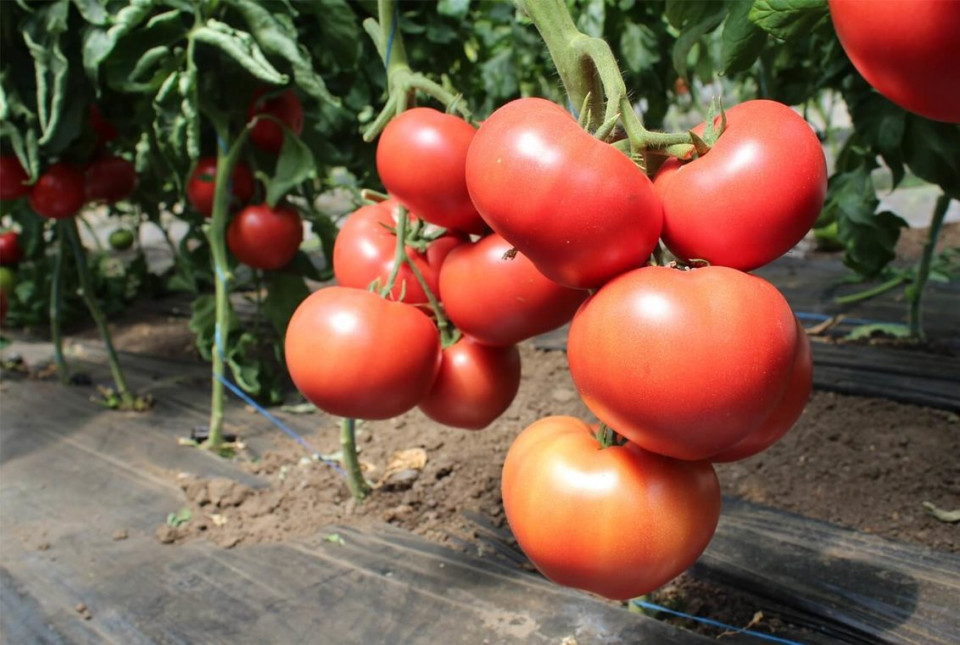 Malduo F1 (500 sem) tomate roz extratimpurii, nedeterminate, Syngenta