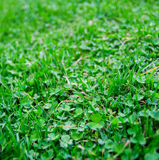Micro-Trifoi Gazon NaturGras (1 Kg) seminte de gazon MicroClover NaturGras, calitate superioara, GlobalGrass