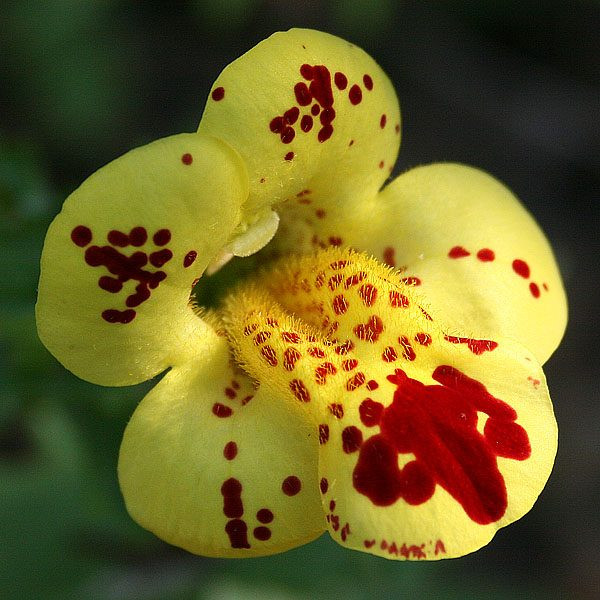 Mimulus (120 seminte), planta perena, diferite culori, Agrosem