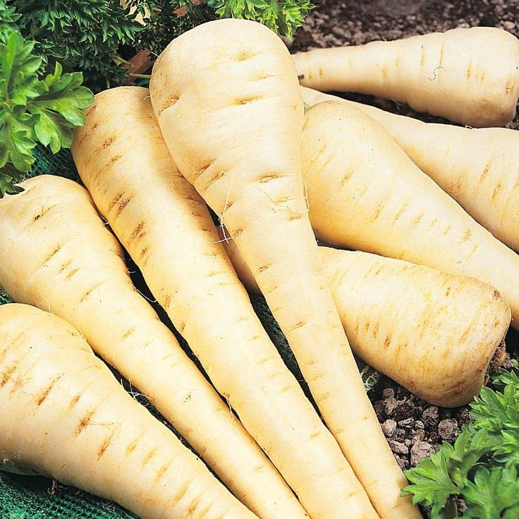 Patrunjel radacina (30 grame), seminte de patrunjel radacina, semilungi, pulpa dulce, Agrosem