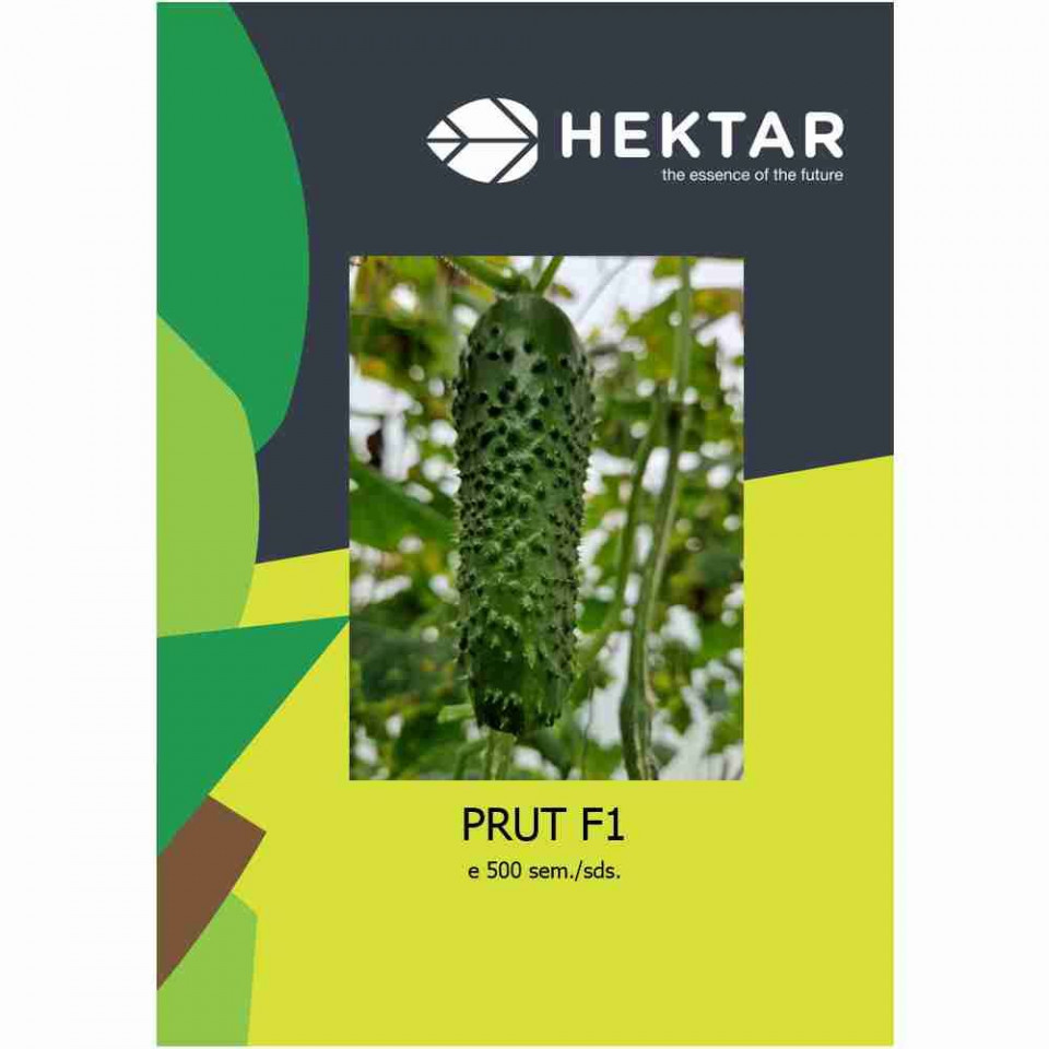Prut F1 (AS20C009 F1) (500 seminte) castravete cornichon partenocarpic timpuriu, Hektar