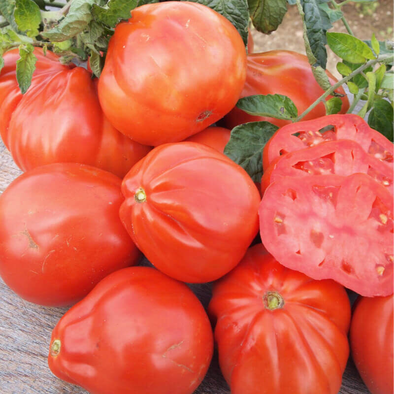 Red Pear (500 seminte) tomate in forma de para soi italian, crestere nedeterminata, Vitesse