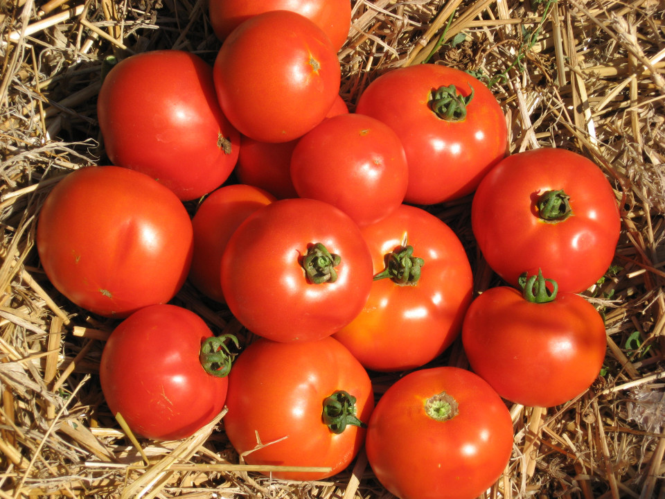 Roker - 10 gr - Seminte Tomate pentru Camp Soi Sarbesc de la Superior Seeds