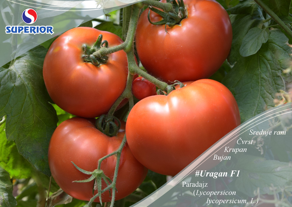 Rosii Uragan F1 SVFTm (50 seminte) tomate hibrid si productie excelente, Superior Seeds