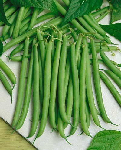 Slenderette (100 gr) seminte fasole verde pitica tip fideluta, cu pastaie rotunda, fara ate, 4 Agro