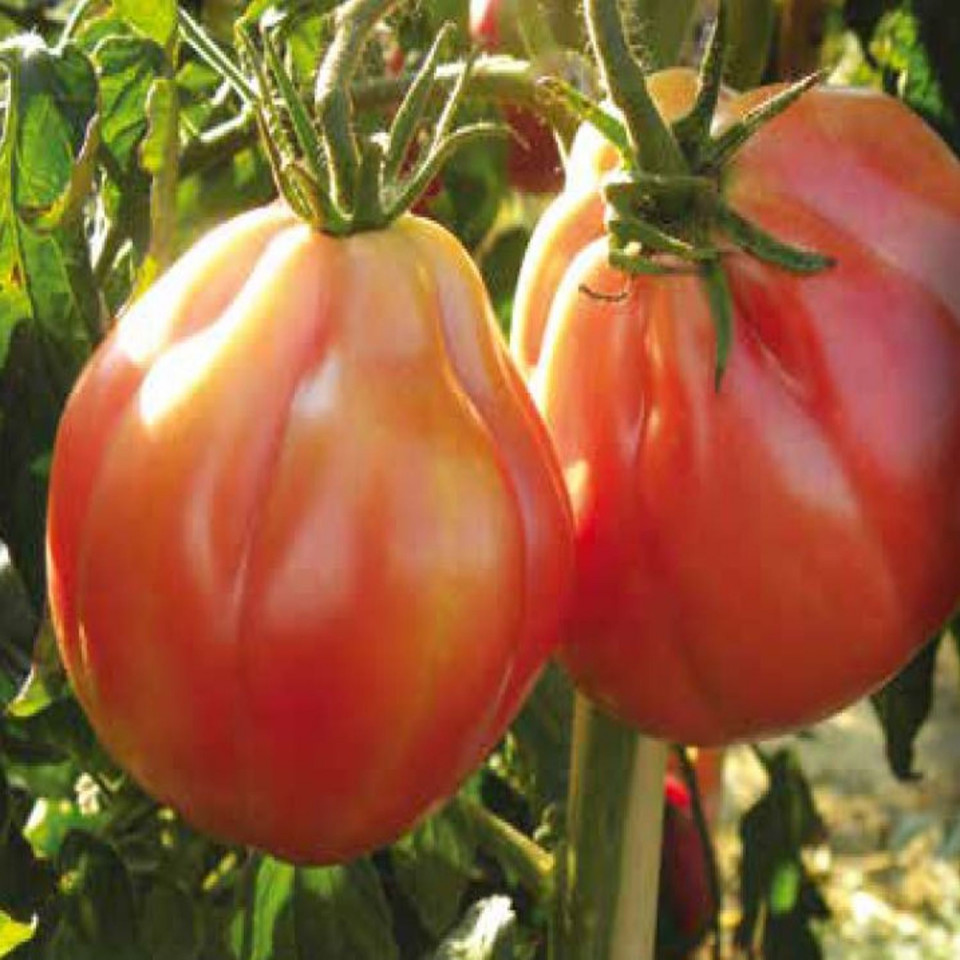 Tancredi F1 ( 100 seminte) tomate roz, tip Rosamunda, Profit Seeds