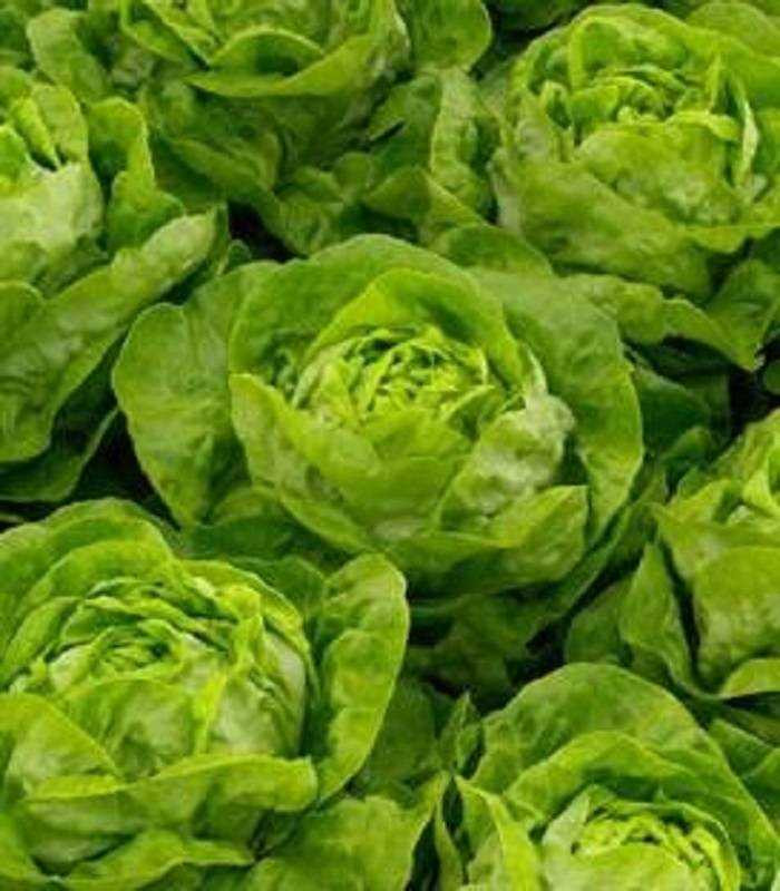 Adonis (5000 seminte drajate) salata, 400-600 gr, Bejo
