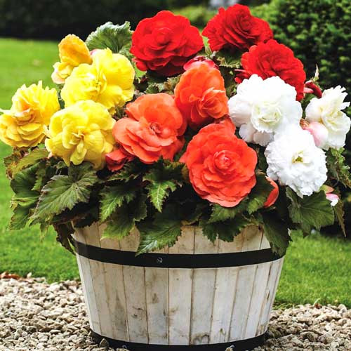 Begonie Double mixed (3 bulbi), floare mare dubla, mixtura, bulbi de flori