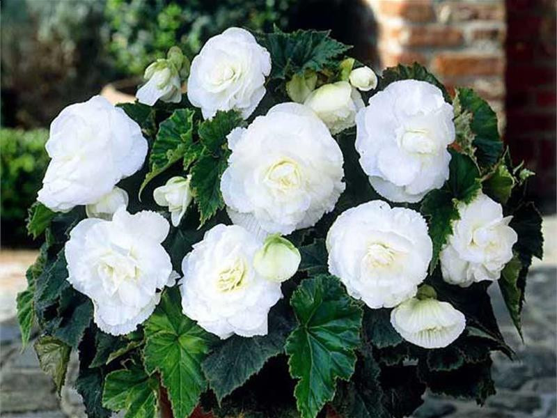 Begonie Double White (3 bulbi), floare mare dubla, culoare alb, bulbi de flori