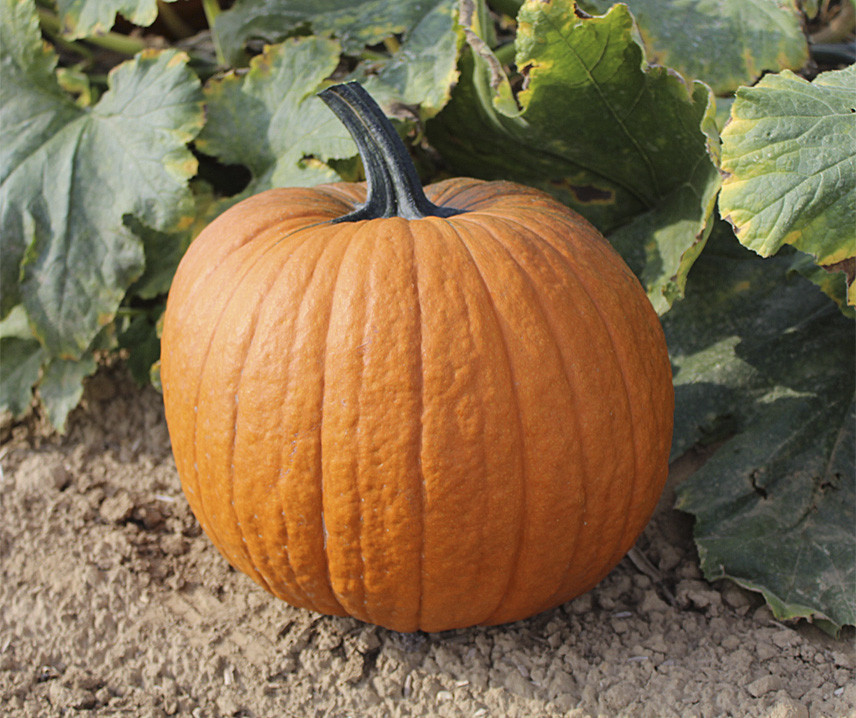 Boomer F1 (500 seminte) dovleac Halloween, fruct portocaliu inchis, crestat, Sakata