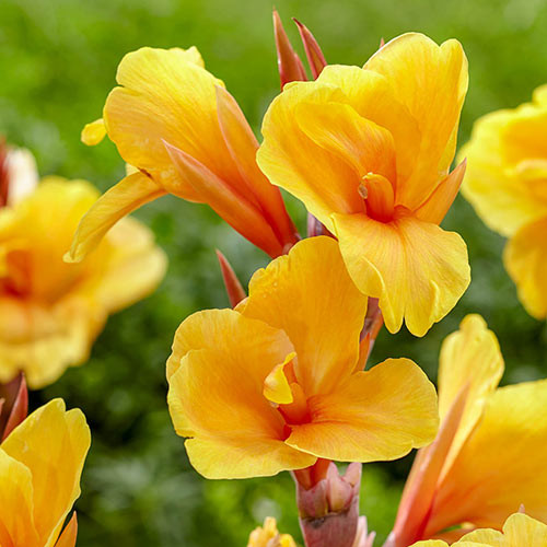 Canna Apricot Dream (1 bulb), floare exotica mare, culoare portocaliu, bulbi de flori
