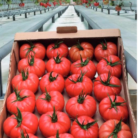 Cassarosa F1 (1000 seminte) tomate crete - costate, culoare roz - violet nedeterminate, Yuksel