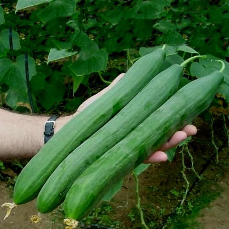 Castraveti Lungo Ortolani (60 seminte) de castraveti lungi de salata, Prima Sementi