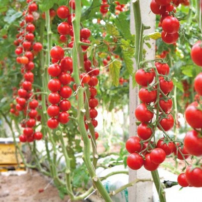 Ciliegia (200 seminte) rosii Cherry soi vechi Italian, cea mai dulce si aromata varietate, Prima Sementi
