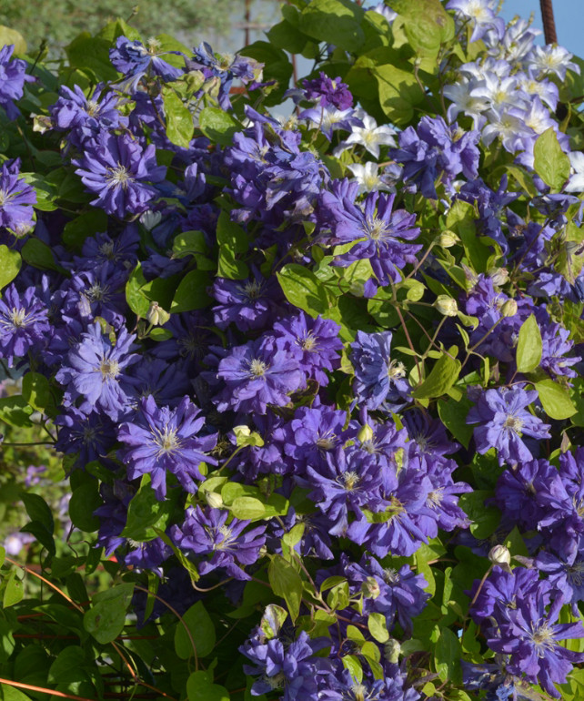 Clematite Floral Dance (ghiveci 2 L) cu flori de culoare albastru închis mereu duble si semiduble, cataratoare Clematis