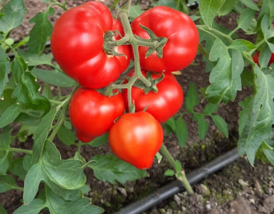 Dominet F1 (500 sem) tomate semideterminate, extratimpurii, Syngenta