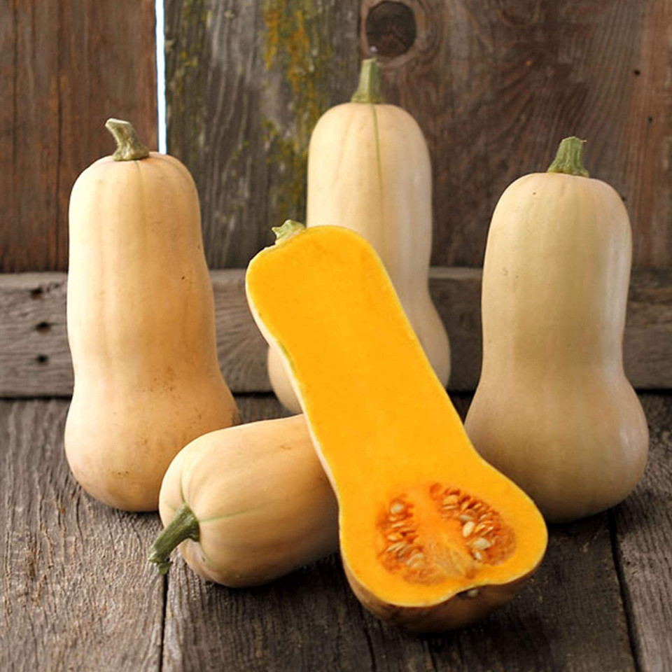 Dovleac Butternut Rugosa (3.000 seminte) seminte de dovleac placintar cilindric-alungt, Agrosem