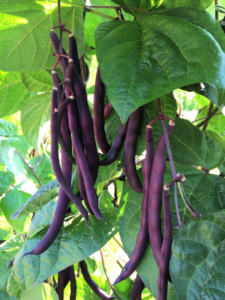 Fasole urcatoare violet Trionfo Violetto (10 gr) seminte de fasole urcatoare