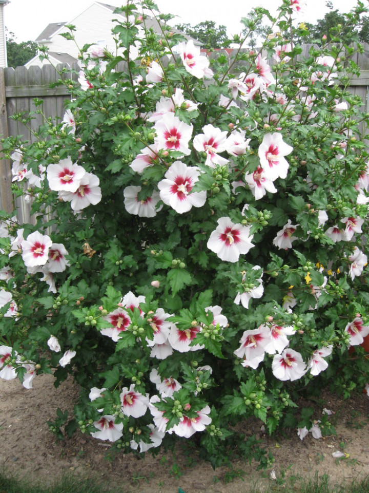 Hibiscus Mathilde, butasi de Hibiscus syriacus, arbusti cu flori mari