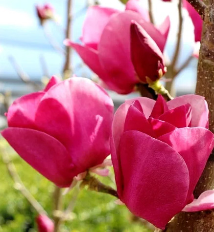 Magnolie Cameo (ghiveci 3 L) deosebit de atractiva flori formate din petale in nuante de roz