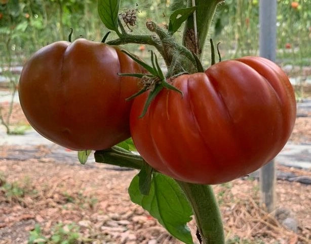 Marmalysa F1 ( 100 seminte) rosii cu crestere nedeterminata, Profit Seeds