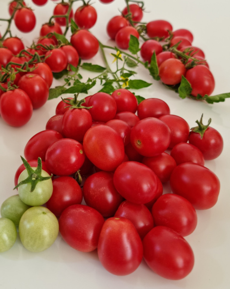 Mini Miss (60 seminte) rosii cherry de culoare roz intens, soi nou de rosii cherry foarte atractiv, IZK Maritsa