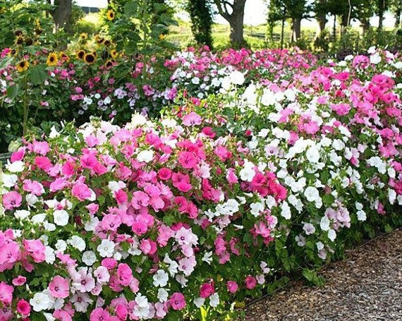 Nalba Lavatera Trimestris Mix (200 seminte) Culori de Flori Japoneze Mix, Laktofol