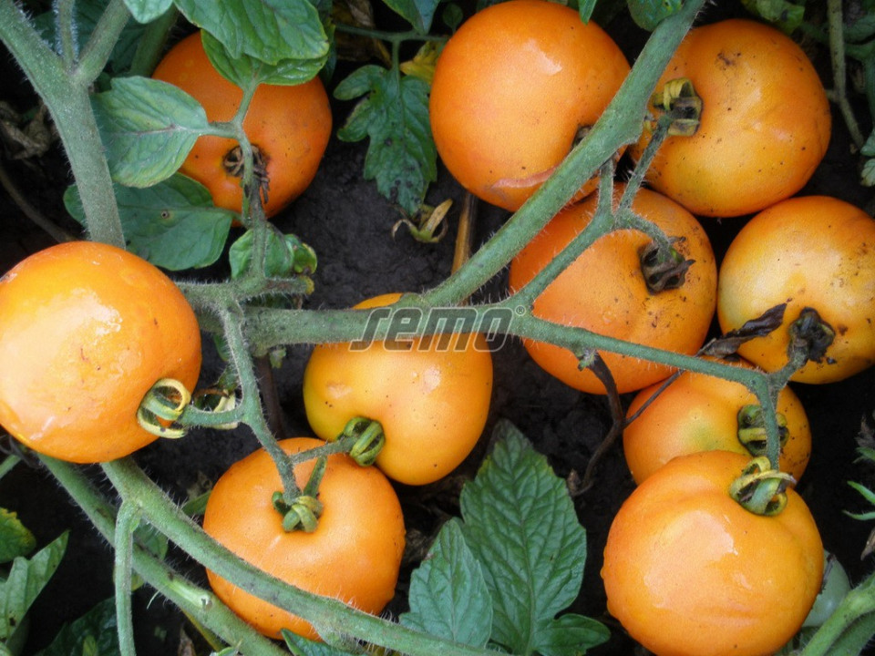 ORANGE seminte tomate (10000 sem) soi tomate de camp timpurii, portocalii, mari, rotunde, planta viguroasa si productiva, Semo Cehia