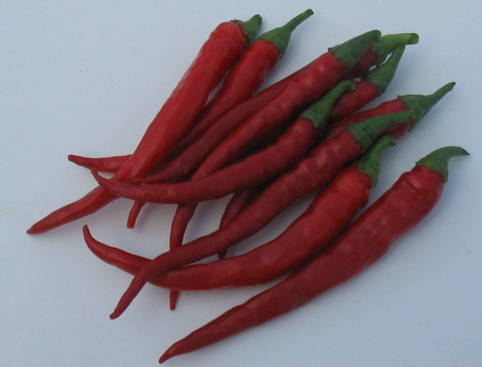 Tuono F1 (250 seminte) ardei iute, tip Cayenne, Profit Seeds