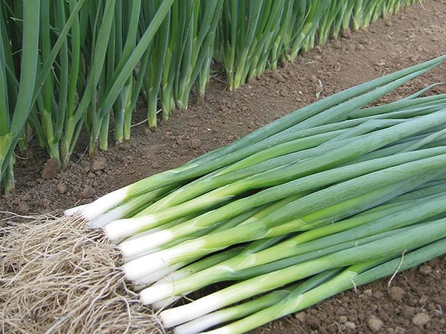 Tycoon F1 (10.000 seminte) de ceapa verde pentru legatura, sistem radicular foarte puternic, frunze lungi de culoare verde inchis, Takii Seeds