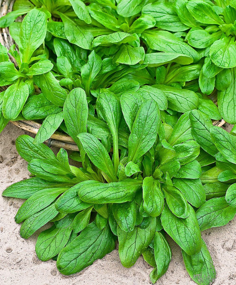 Valeriana (fetica) 2 gr seminte planta anuala medicinala pentru salate, Agrosem
