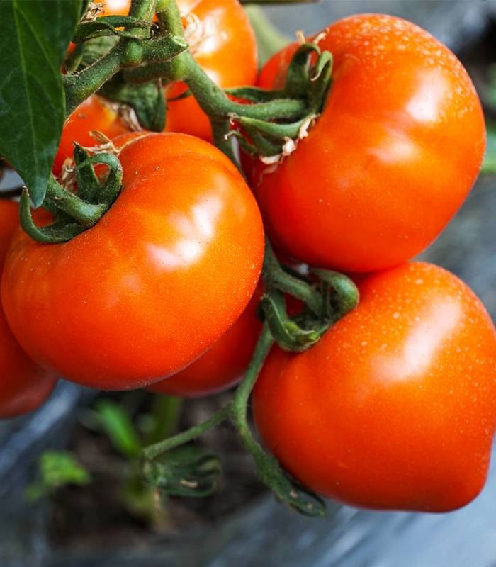 Zaraza (100 seminte) rosii soi specific romanesc, culoare rosu aprins, forma de inima, 4 Agro