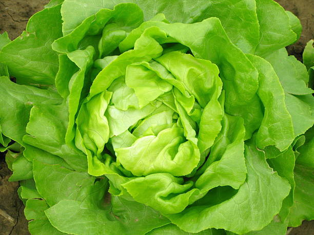 4AG12 ( 1 gram) salata, 4 Agro