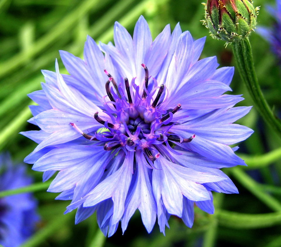 Bee Happy Albastrele Bio (Centaurea cyanus) (2 g), seminte bio de flori Albastrele, Laktofol