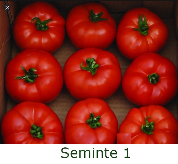 Berberana F1 (20 seminte) de rosii nedeterminate cu fructe uniforme rotund-aplatizate ferme, Enza Zaden