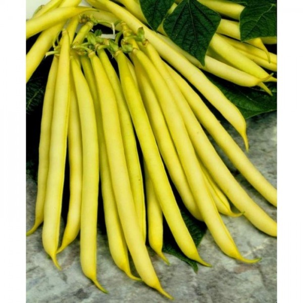 Bergold - 100 gr - Seminte Fasole Pitica Galbena Cilindrica Soi Timpuriu de la Florian