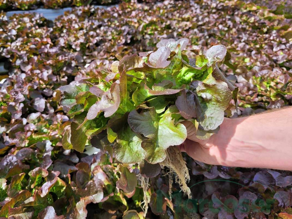 Bolero (5000 seminte) drajate de salata rosie tip Oak Leaf frunza de stejar., ISI Sementi