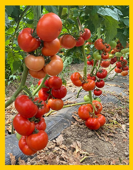 Canova F1 (250 seminte) tomate hibrid nedeterminat semi-timpuriu, ajunge la 200-250 gr, Clause