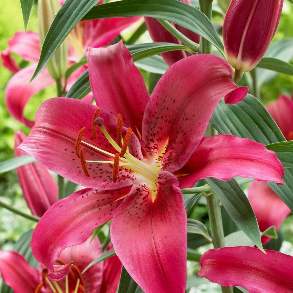Crini Grand Tourisimo (1 bulb), culoare floare visiniu, bulbi de flori