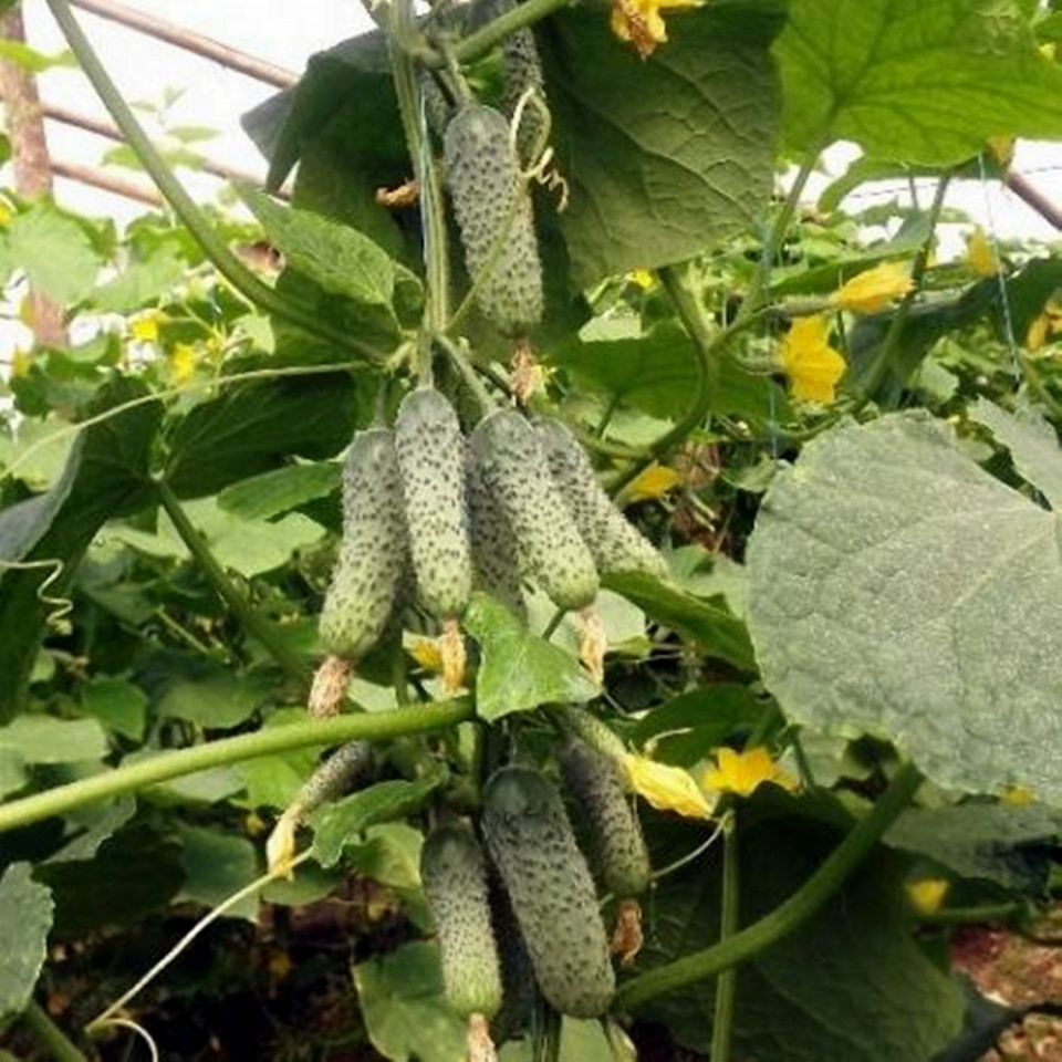 Ekol F1 (500 seminte) de castraveti cornichon partenocarpic, Syngenta