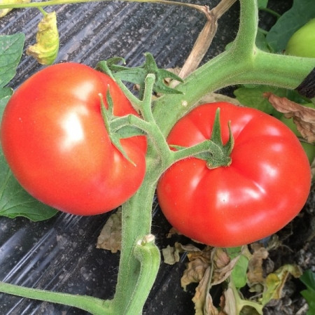 Eterei F1 ( 500 seminte) tomate cu crestere nedeterminata, Seminis