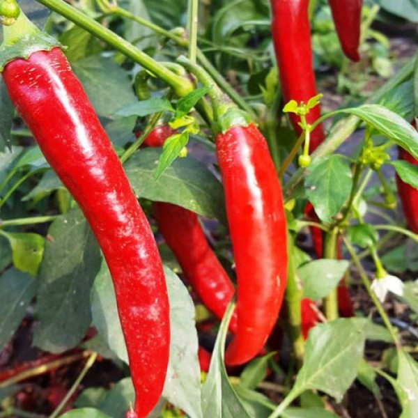 Grisu F1 (250 seminte) ardei foarte iute, Profit Seeds