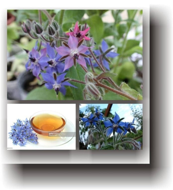 Limba mielului (2 gr) planta anuala medicinala pentru salate, decorativa, Agrosem