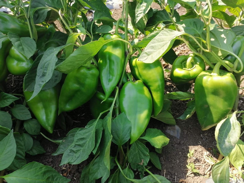 Nesina F1 (1000) seminte ardei capia hibrid nou sarbesc, Superior Seeds