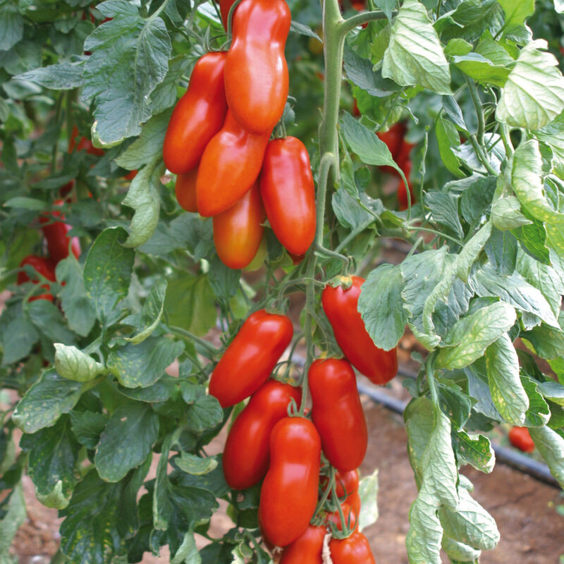 Pozzano F1 (7 seminte) de rosii tip San Marzano semi-timpurii, fructe alungite, rigide, carnoase, foarte gustoase, Seklos