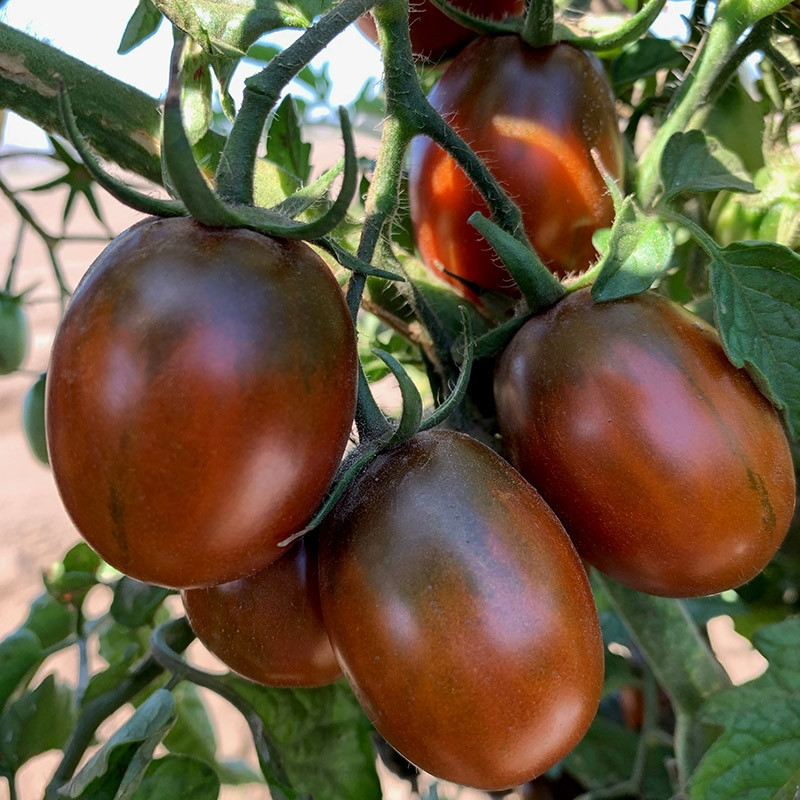 Prune Noire (5 seminte) de rosii mici tip cherry prunisoare negre de 25-30 gr, pulpa este ferma, dulce si suculenta, Seklos