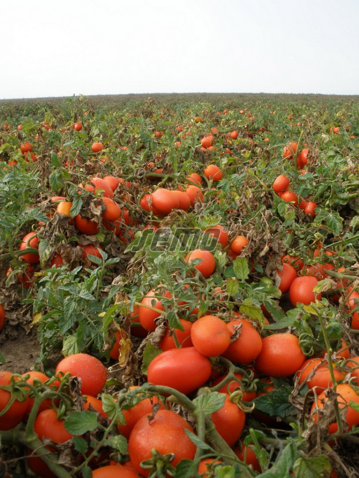 SEJK seminte tomate (10000 sem) soi tomate camp extra-timpurii, fructe ovale, uniforme, coacere concentrata, planta compacta si productiva, Semo Cehia