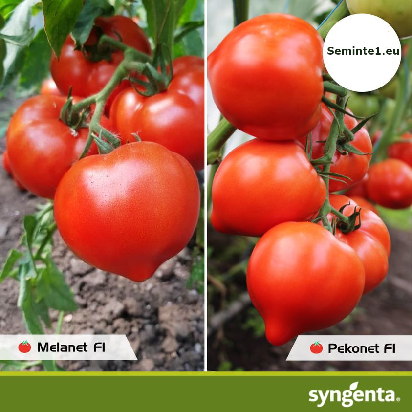 Seminte rosii Pekonet F1 (500 seminte), extratimpurii semidetermante, Syngenta