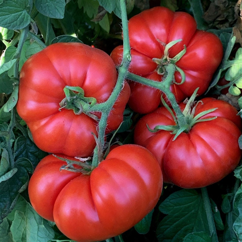 Super Marmande (150 seminte) tomate crete mari, productie ridicata tip Beef, Sem Luca